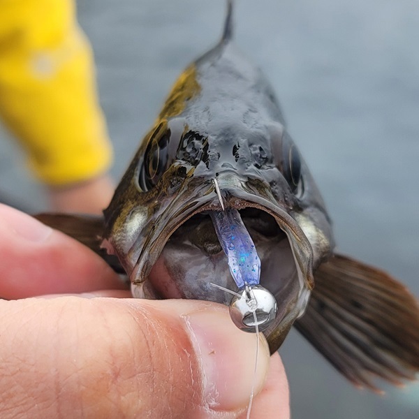 月下美人　ソードビーム　2.2インチ